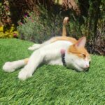 POST GRAMA ARTIFICIAL