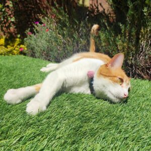 POST GRAMA ARTIFICIAL